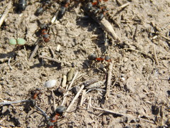Formica pratensis