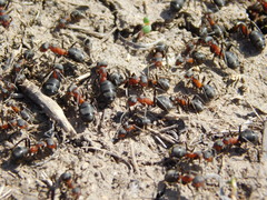 Formica pratensis