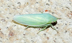 Gyponana angulata
