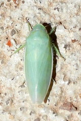 Gyponana angulata