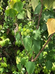 Clerodendrum canescens