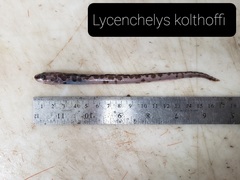 Checkered Wolf Eel photo 1