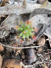 Drosera hyperostigma