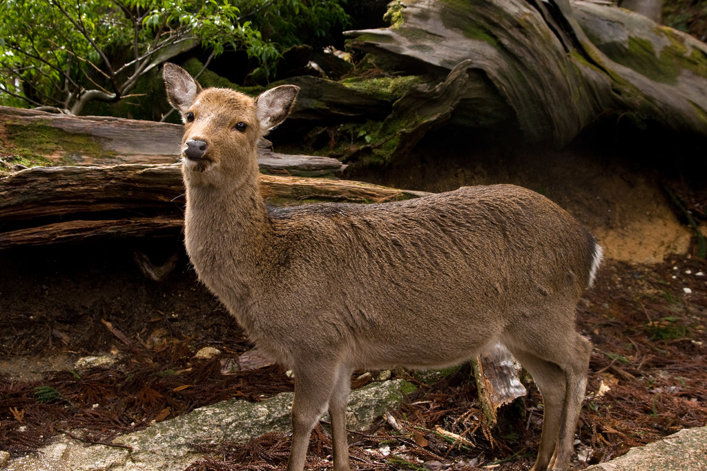 Sika Deer