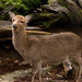 Yakushima Sika Deer - Photo (c) Σ64, some rights reserved (CC BY)