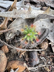 Drosera hyperostigma