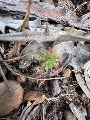 Drosera hyperostigma