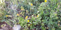 Catananche lutea