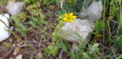 Catananche lutea