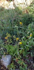 Catananche lutea