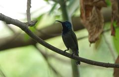 Cyanomitra verticalis