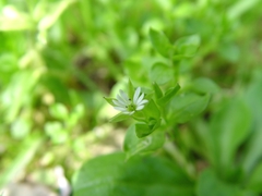 Stellaria neglecta