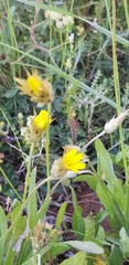 Catananche lutea