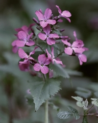 Lunaria