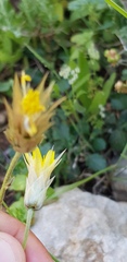 Catananche lutea
