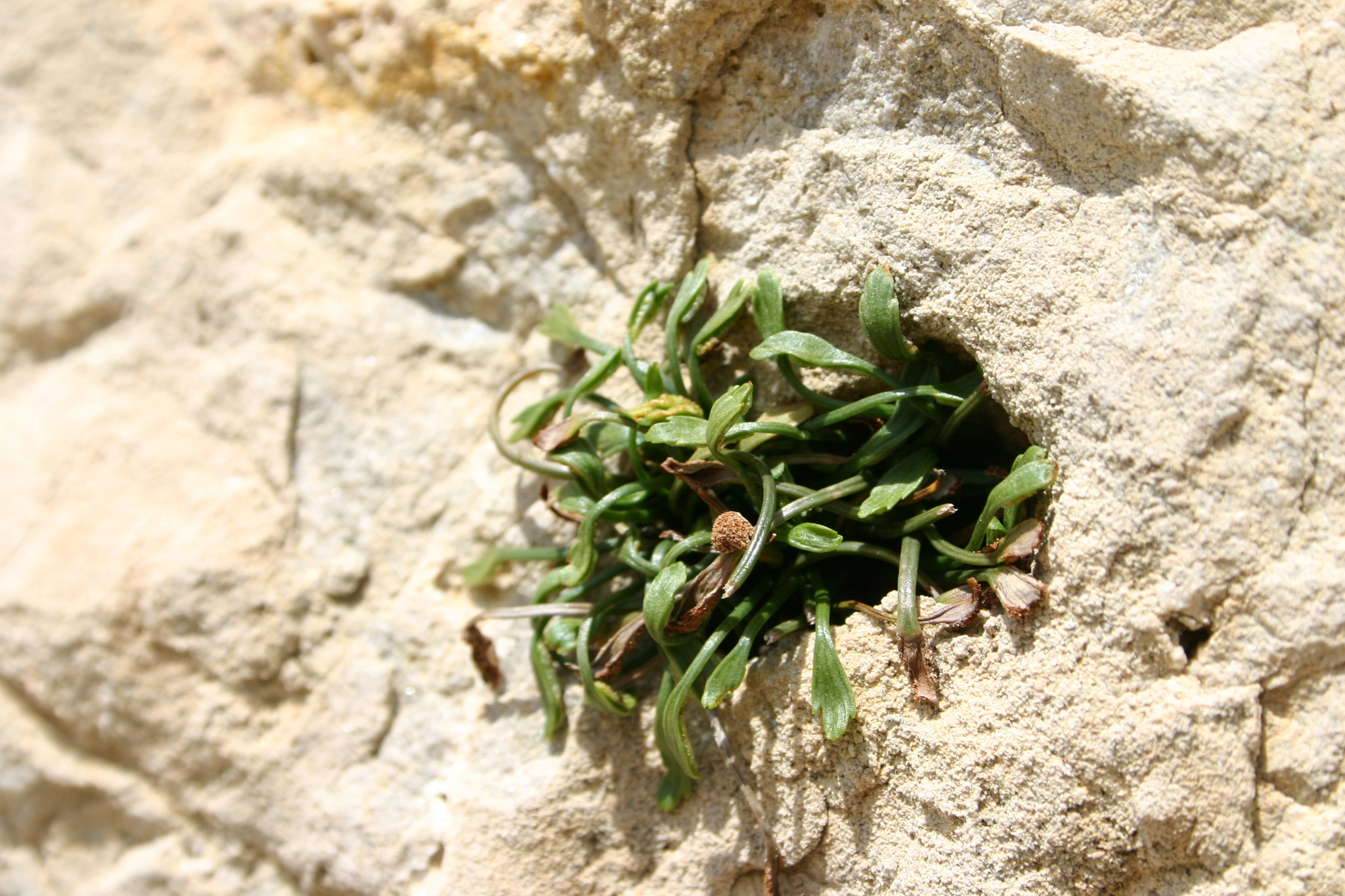 Asplenium celtibericum Rivas Mart. 4