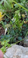 Catananche lutea