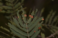 Austroacacidiplosis botrycephalae