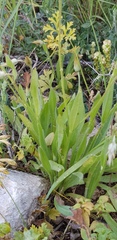 Catananche lutea