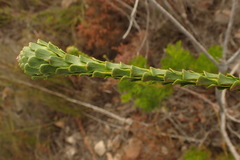 Paranomus longicaulis