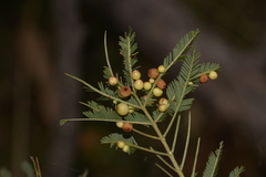 Austroacacidiplosis botrycephalae