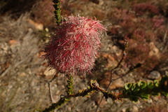 Paranomus longicaulis