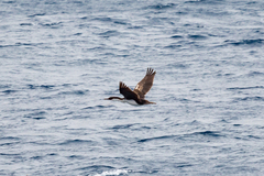 Leucocarbo purpurascens