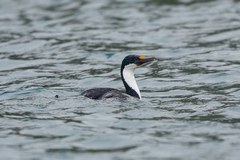 Leucocarbo purpurascens