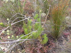 Paranomus longicaulis