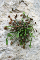 Asplenium celtibericum