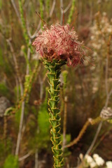 Paranomus longicaulis