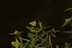 Pimelea neoanglica