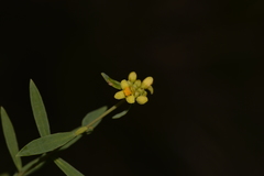 Pimelea neoanglica