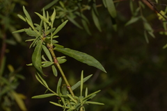 Pimelea neoanglica