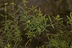 Pimelea neoanglica