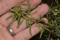 Pimelea neoanglica