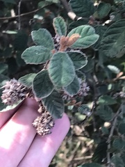 Pomaderris paniculosa paralia