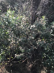 Pomaderris paniculosa paralia