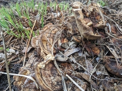 Phaeolus schweinitzii
