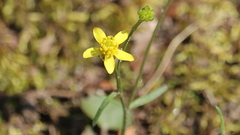 Ranunculus harveyi
