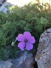 Erodium foetidum