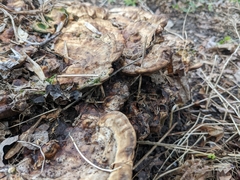 Phaeolus schweinitzii