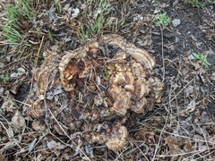 Phaeolus schweinitzii