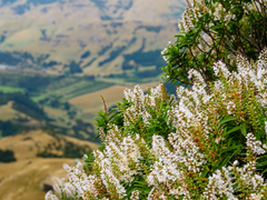 Veronica strictissima