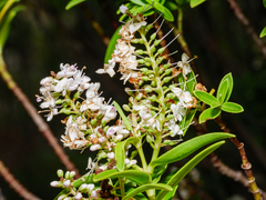 Veronica strictissima