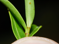 Veronica strictissima