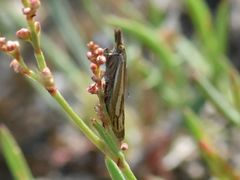 Crambus pratella