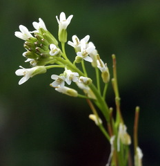 Arabis pycnocarpa