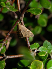 Mnesictena marmarina