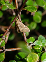 Mnesictena marmarina